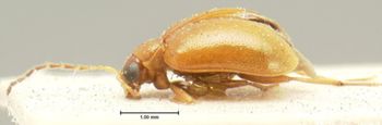 Media type: image;   Entomology 18474 Aspect: habitus lateral view